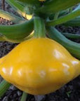 Pure Nelida Organic Patty Pan Squash