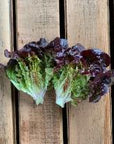 Spring Time Farm Little Red Gem Lettuce