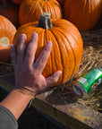 Sidhu Farms Pumkins!