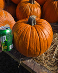 Sidhu Farms Pumkins!