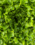 Hedlin Farm Green Leaf Lettuce