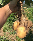 Olsen Farms Potatoes