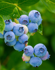Bow Hill Organic Blueberries