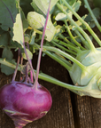 Spring TimeFarm Organic Kohlrabi