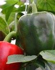 Hedlin Farm Organic Green Bell Peppers