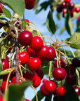 Collins Family Orchards Organic Cherries