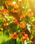 Collins Family Orchards Organic Robada Apricots