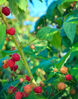 Regino’s Farm Organic Raspberries
