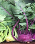 Spring TimeFarm Organic Kohlrabi