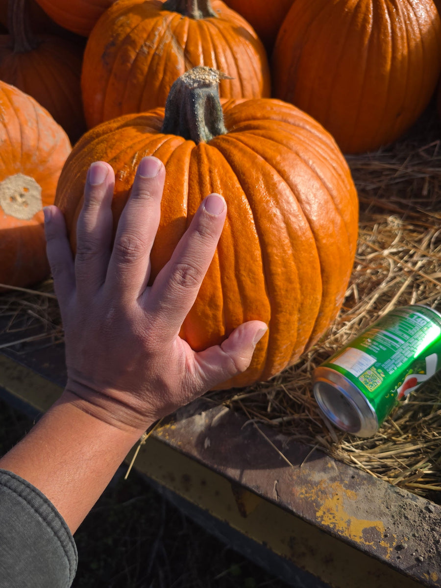 Sidhu Farms Pumkins!