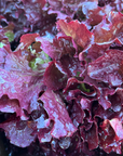 Hedlin Farm Red Leaf Lettuce