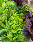 Hedlin Farm Red Leaf Lettuce