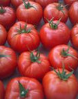 Aash Farm Organic Round Tomatoes