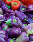 Red Shed Farm Organic Lilac Sweet Bell Pepper
