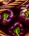Red Shed Farm Organic Lilac Sweet Bell Pepper