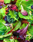 Spring Time Farm Organic Salad Mix