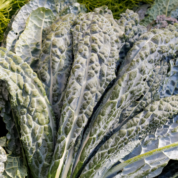 Foothills Farm Organic Black Dino Kale