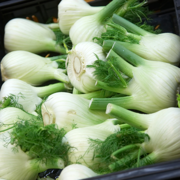 Foothills Farm Organic Fennel Bulbs