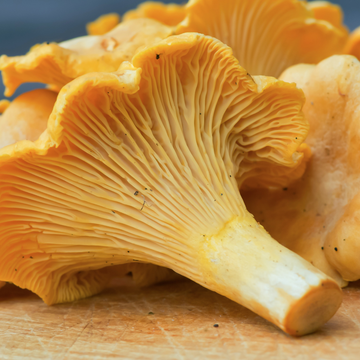 Foraged and Found Golden Chanterelle