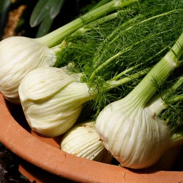 Ralph's Greenhouse Organic Fennel