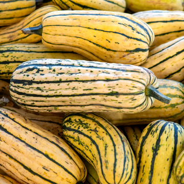 The Crows Farm Organic Delicata Squash