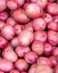 Olsen Farms Potatoes