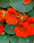 Aash Farms Nasturtium Blossoms