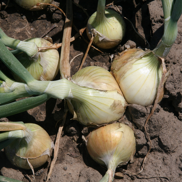 Organic Walla Walla Sweet Onions