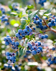Sidhu Farms Organic Fresh Blueberries