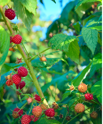 Sidhu Farms Organic Raspberries