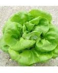 Spring Time Organic Green Butter Lettuce