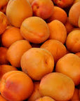 Collins Family Orchards Organic Robada Apricots