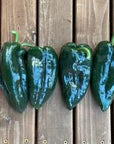 Hedlin Farm Organic Poblano Peppers
