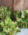 Spring Time Organic Green Butter Lettuce