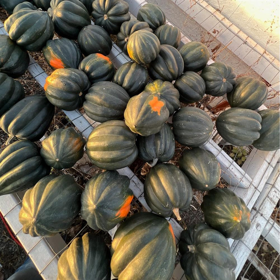 Regino Farms Organic Acorn Squash