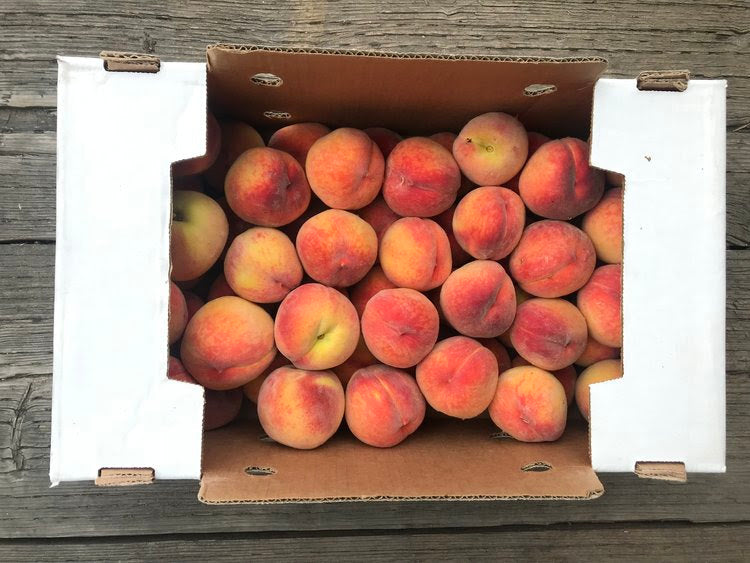 Collins Family Orchard Organic Early Haven Peaches
